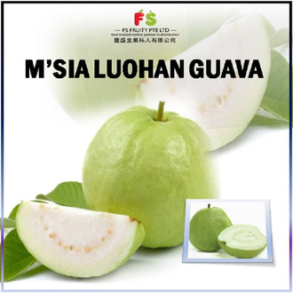 Malaysia Luohan Guava ¯Ⱳ Seed   有子番石榴