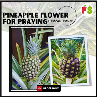 Pineapple Flower for Prayer>1.2kg , 黄梨花