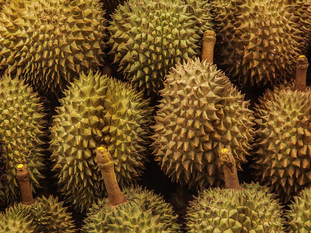 Durian Fiesta