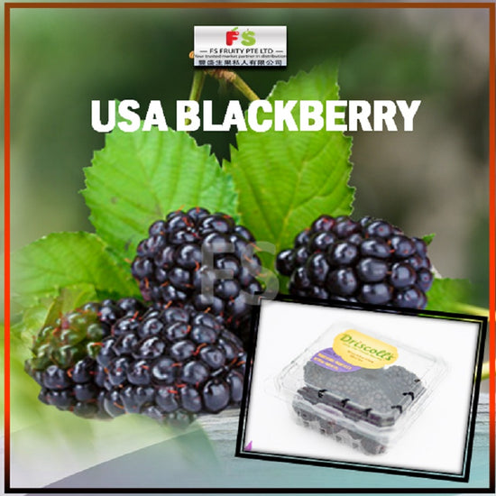 USA Blackberry 170g  (Punnet) | 12 Pun/ctn  黑莓