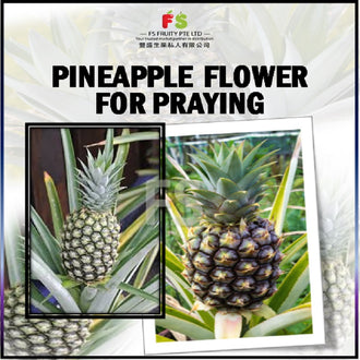 Pineapple Flower for Prayer>1.2kg , 黄梨花